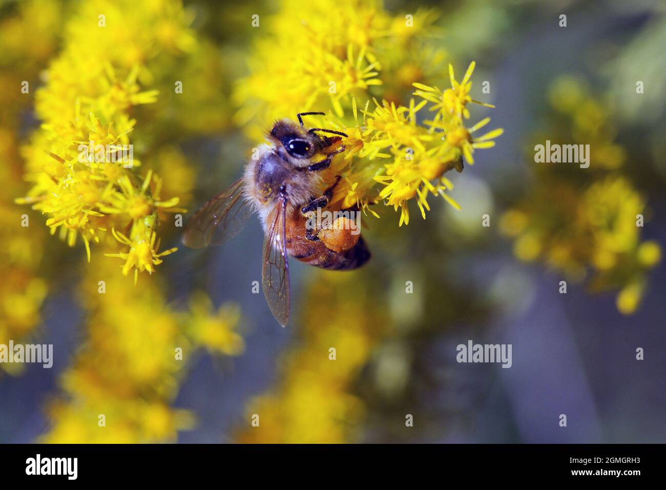 Honey bee with pollen covered legs on yellow golden rod Stock Photo Alamy