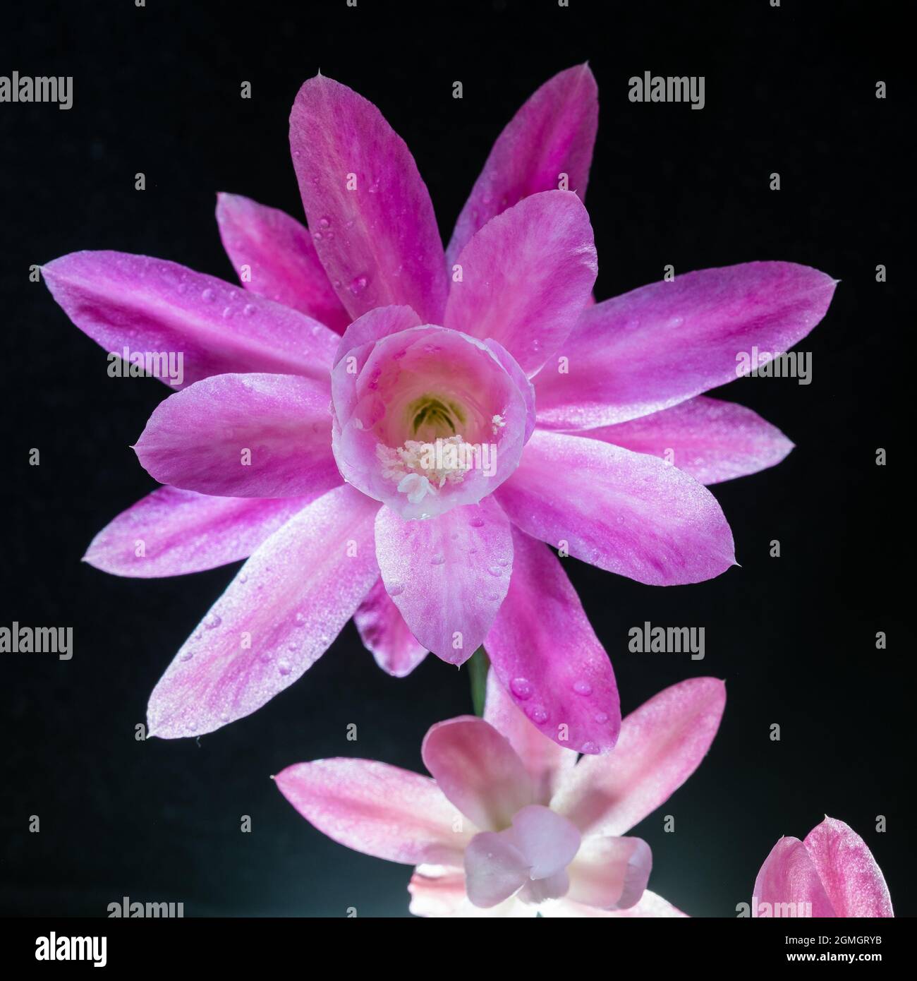 Amazing Blossom of Epiphyllum hybrid Stock Photo