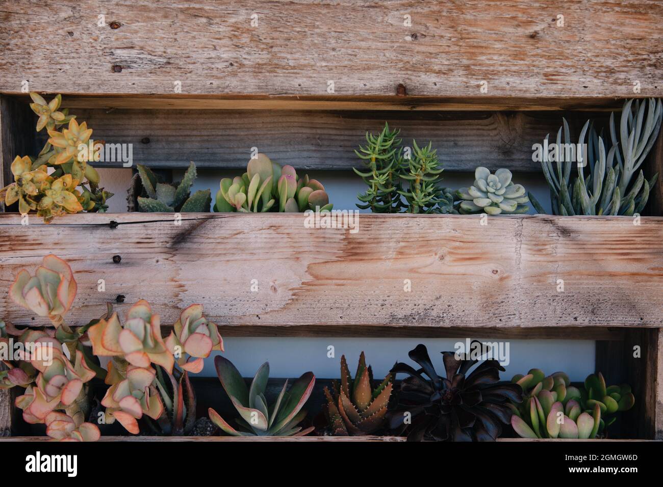 Vertical wooden planters with succulents on white wall with backyard bench and pillows Stock Photo