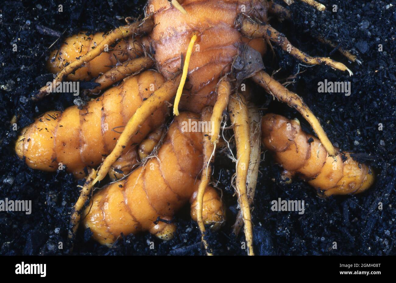 EXPOSED DEVELOPING TUMERIC RHIZOMES (CUCUMA LONGA) IN GARDEN SOIL. Stock Photo