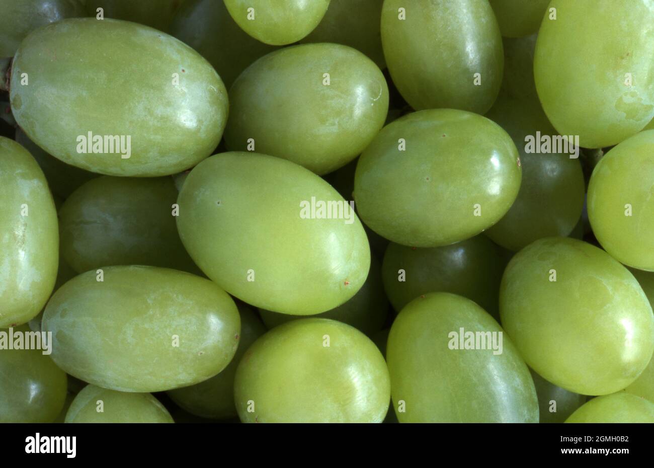 Grapes fresh berries hires stock photography and images Alamy