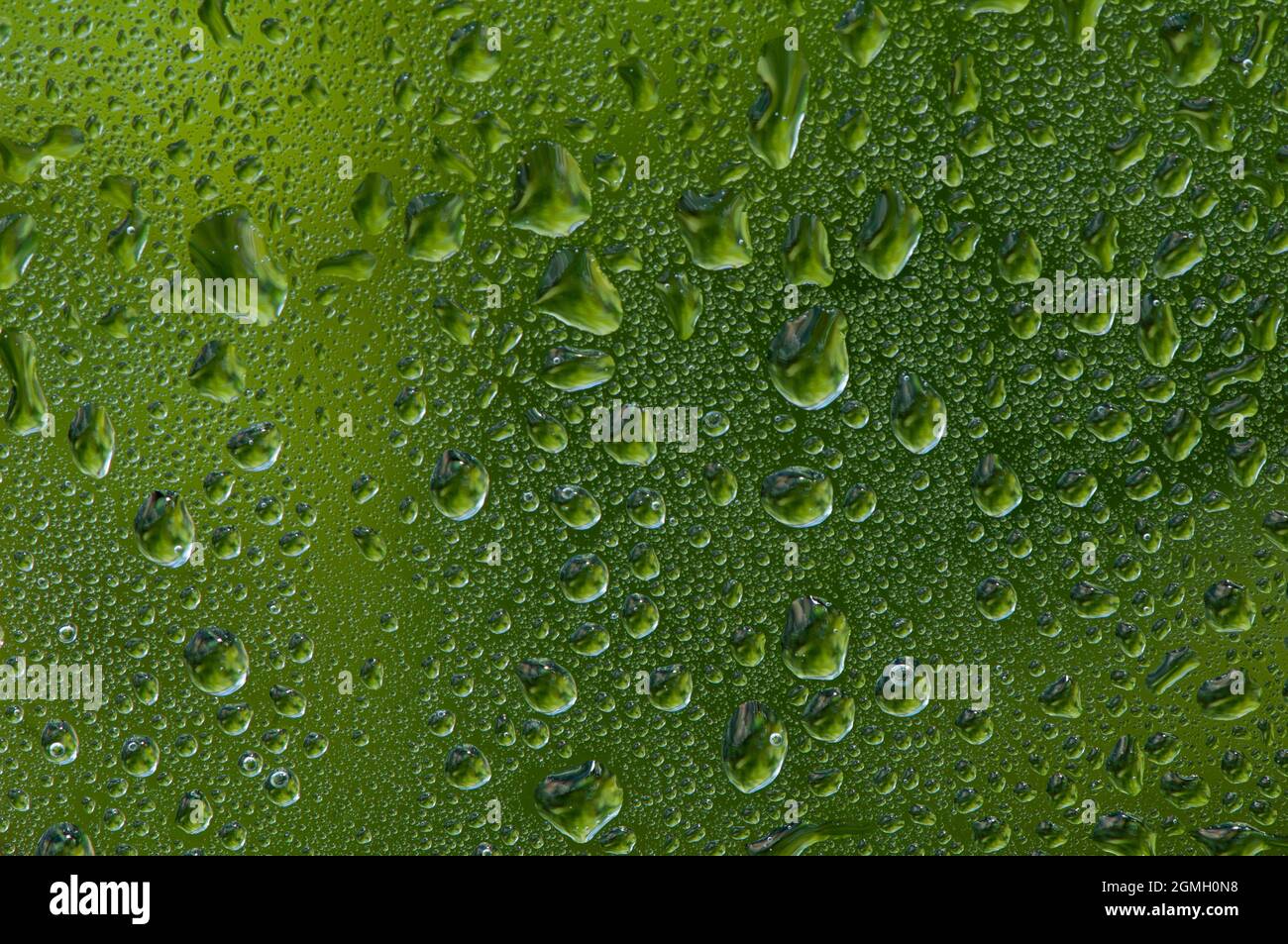 Water drop on glass window with green tree background. Stock Photo