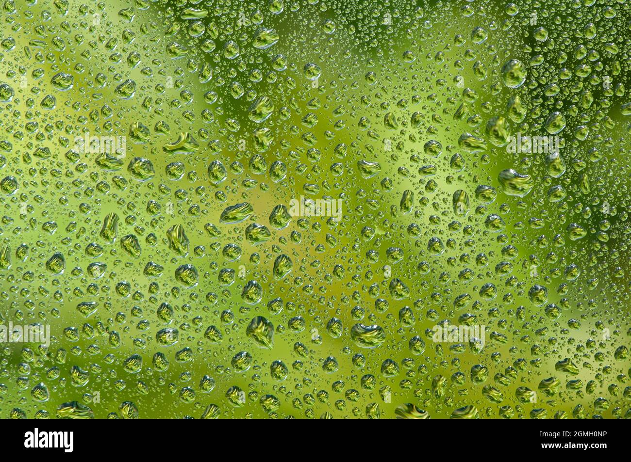 Water drop on glass window with green tree background. Stock Photo