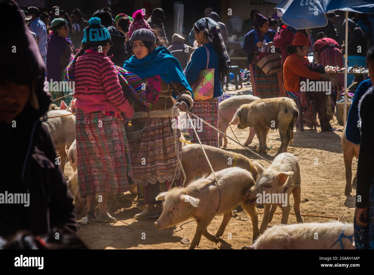 PIG IN SAN FRANCISCO EL ALTO MARKET, GUATEMALA Stock Photo Alamy