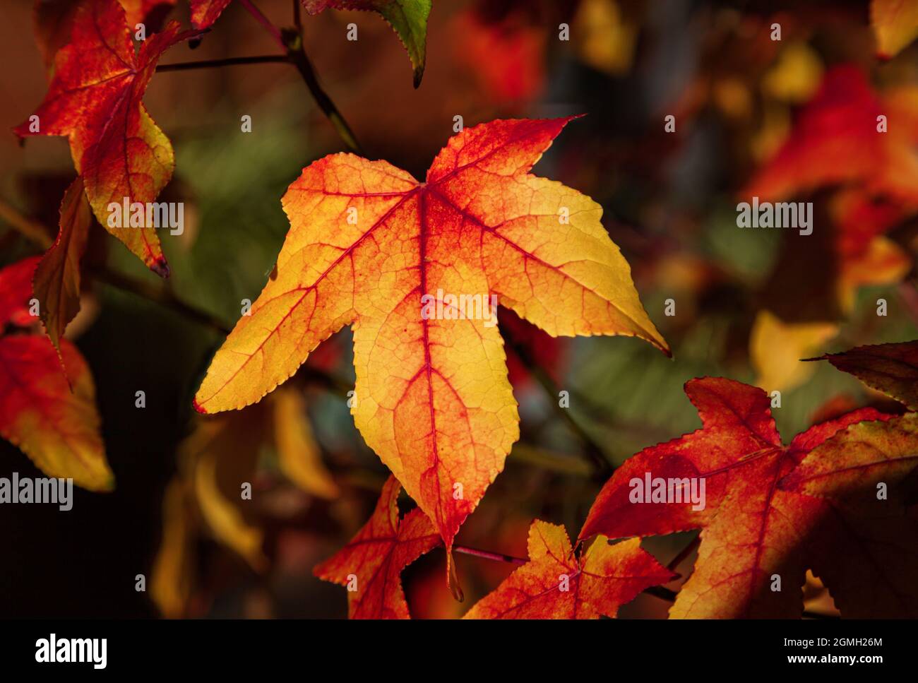 Liquid Amber, Liquidamber styraciflua, (also known as Sweetgum) with its autumn colour in close up. Stock Photo