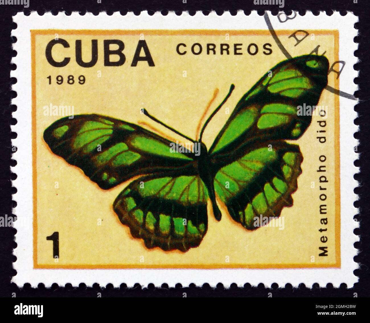 CUBA - CIRCA 1989: a stamp printed in the Cuba shows Dido Longwing, Philaethria Dido or Metamorpho Dido, Butterfly, circa 1989 Stock Photo