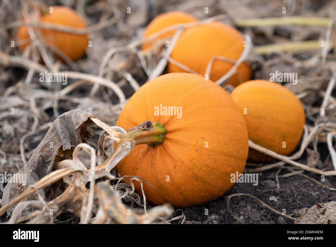 Pumpkins at Oakley Farms near Wisbech in Cambridgeshire, where the seasonal vegetable is grown for British supermarkets including Tesco, who are anticipating demand to be very strong this year following the disappointment of Halloween parties being cancelled in 2020 due to lockdown. Picture date: Friday September 17, 2021. Stock Photo