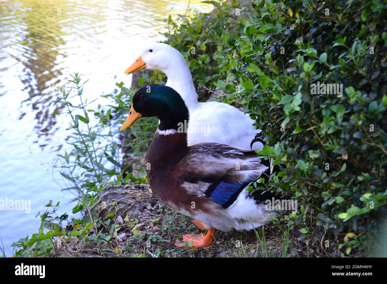 Drake Mallard and White Pekin Duck Sunbathing by the Lake Stock Photo