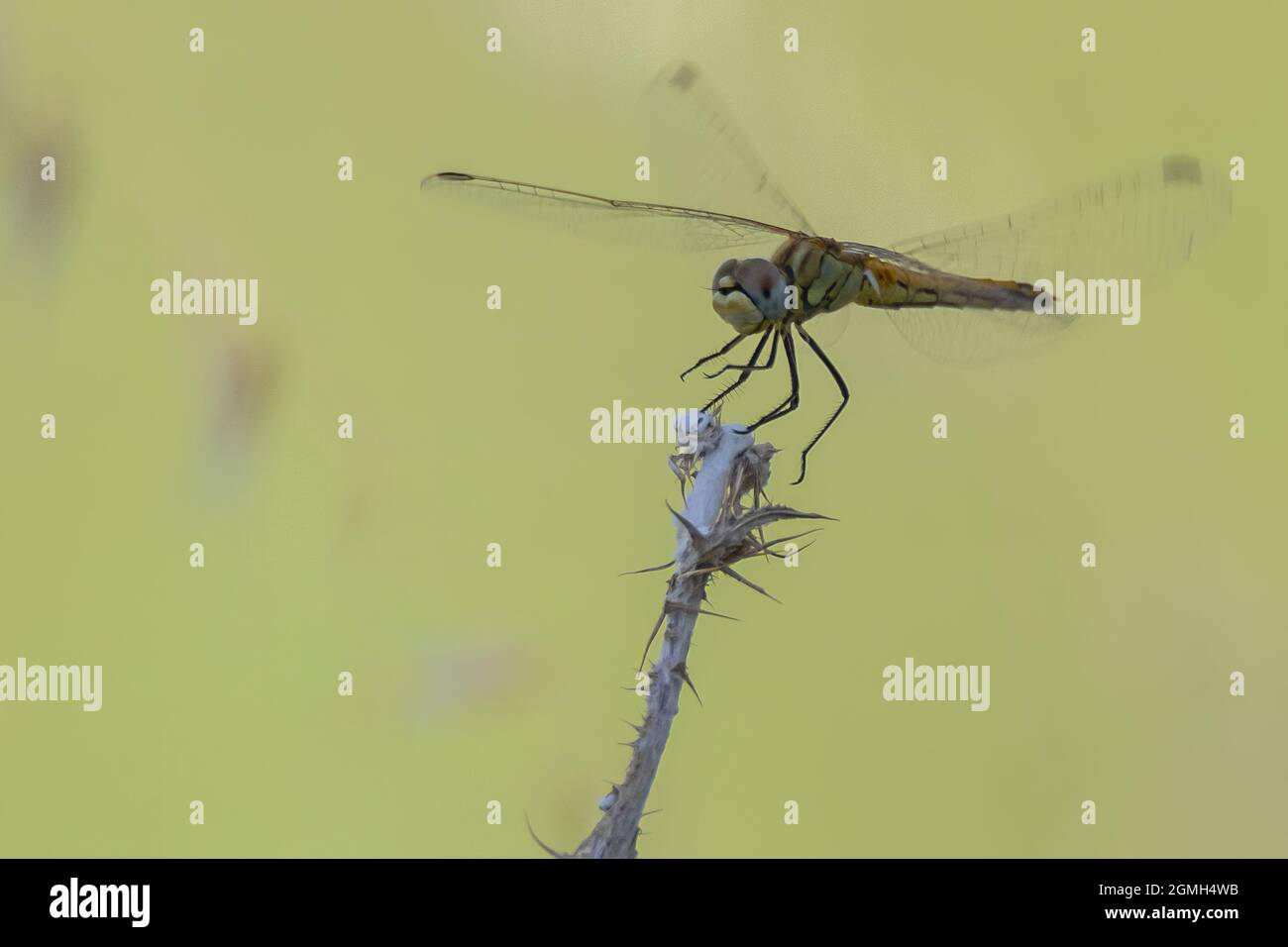 A selective focus shot of a dragonfly perched on a dry plant Stock ...