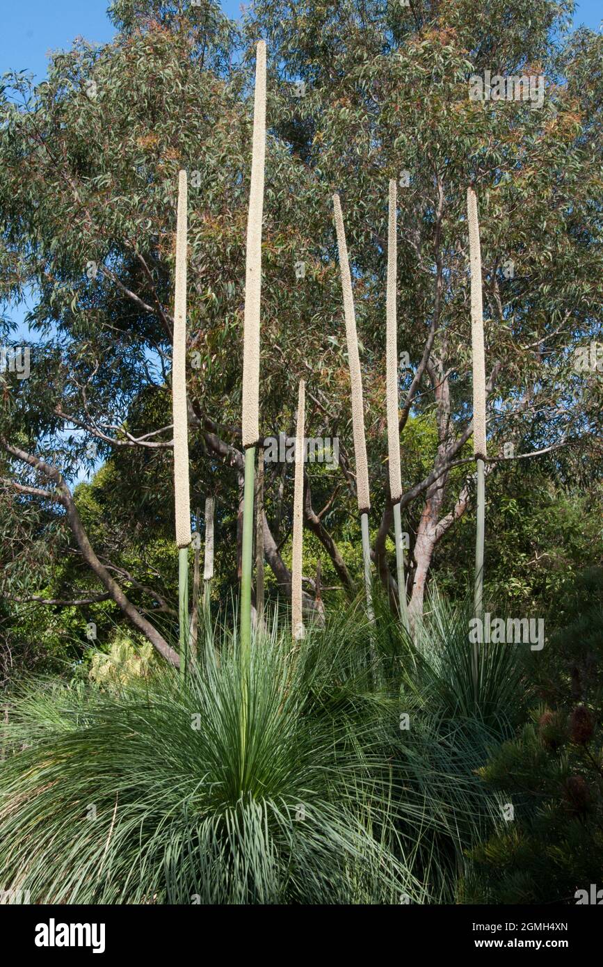 Sydney Australia, flowering native xanthorrhoea media or Grass Tree Stock Photo