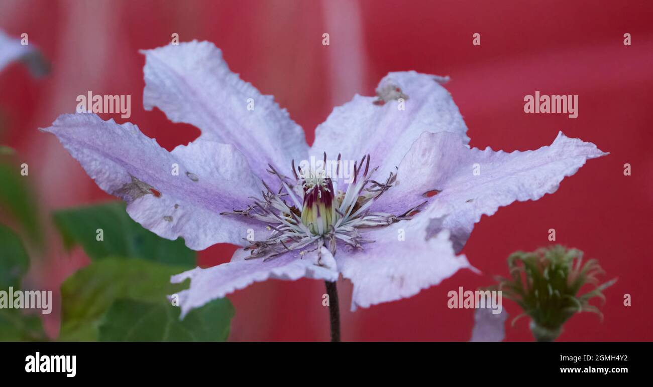 A beautiful pink Clematis 'Hagley Hybrid' flower Stock Photo