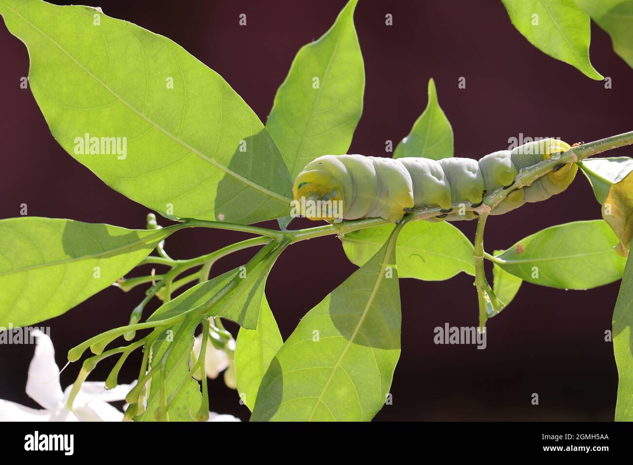 Close up of big green caterpillar sitting on a branch of jasmine tree Stock Photo