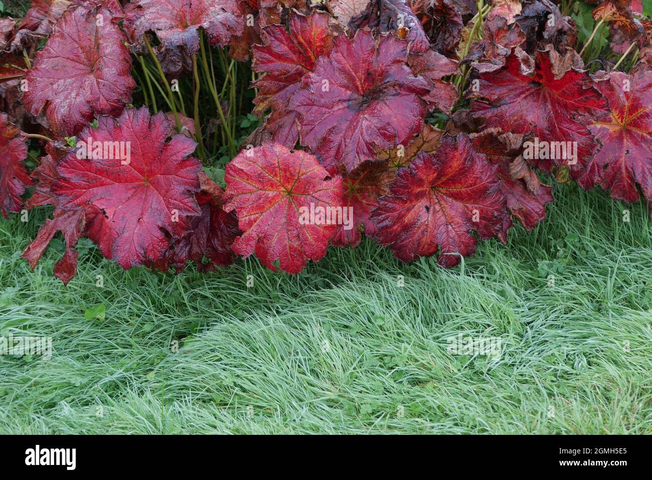 Gunnera manicata in autumn with red foliage above long grass Stock Photo