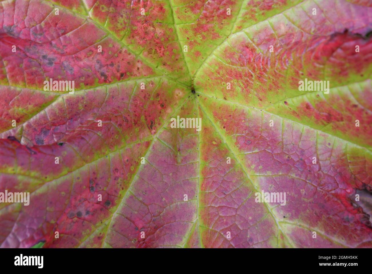 Close up of gunnera manicata foliage in autumn with red leaf and green veins Stock Photo
