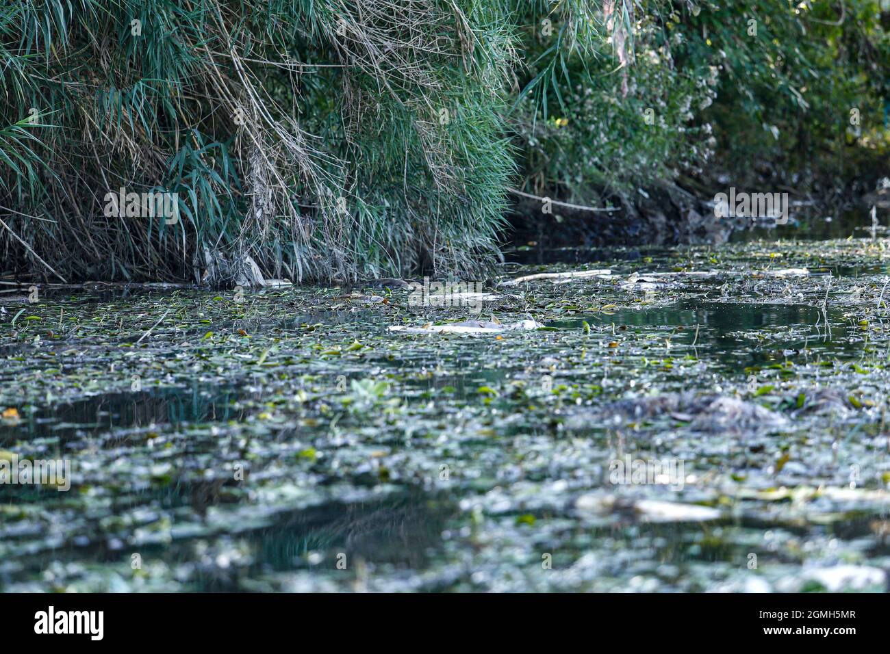 Moria di pesci nel fiume Tevere-agosto 2021 Stock Photo