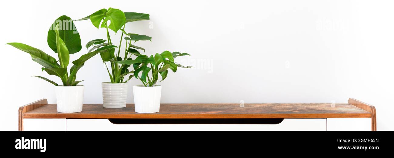 Various tropical houseplants in white ceramic pots on a shelf against ...