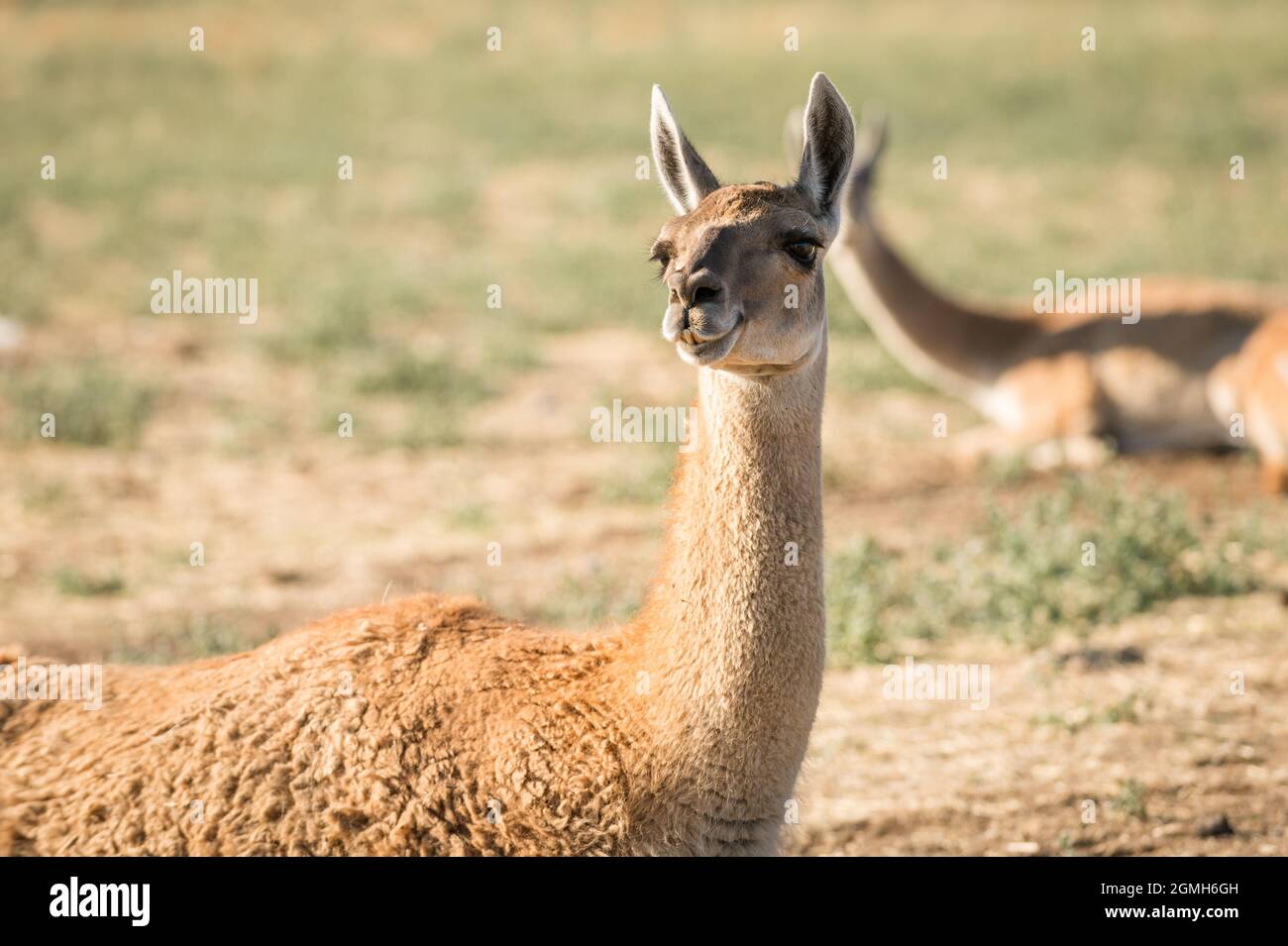 beige or brown llama, lama glama, looking to its habitat in a natural ...