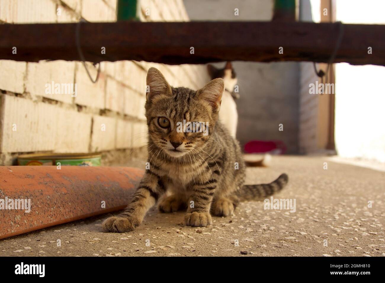 a sweet little cat trying to escape Stock Photo Alamy