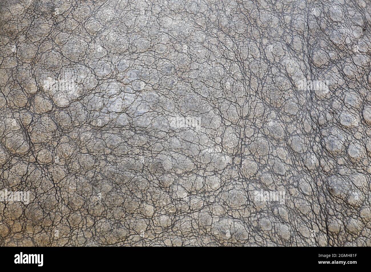 Details of elephant skin texture Stock Photo Alamy
