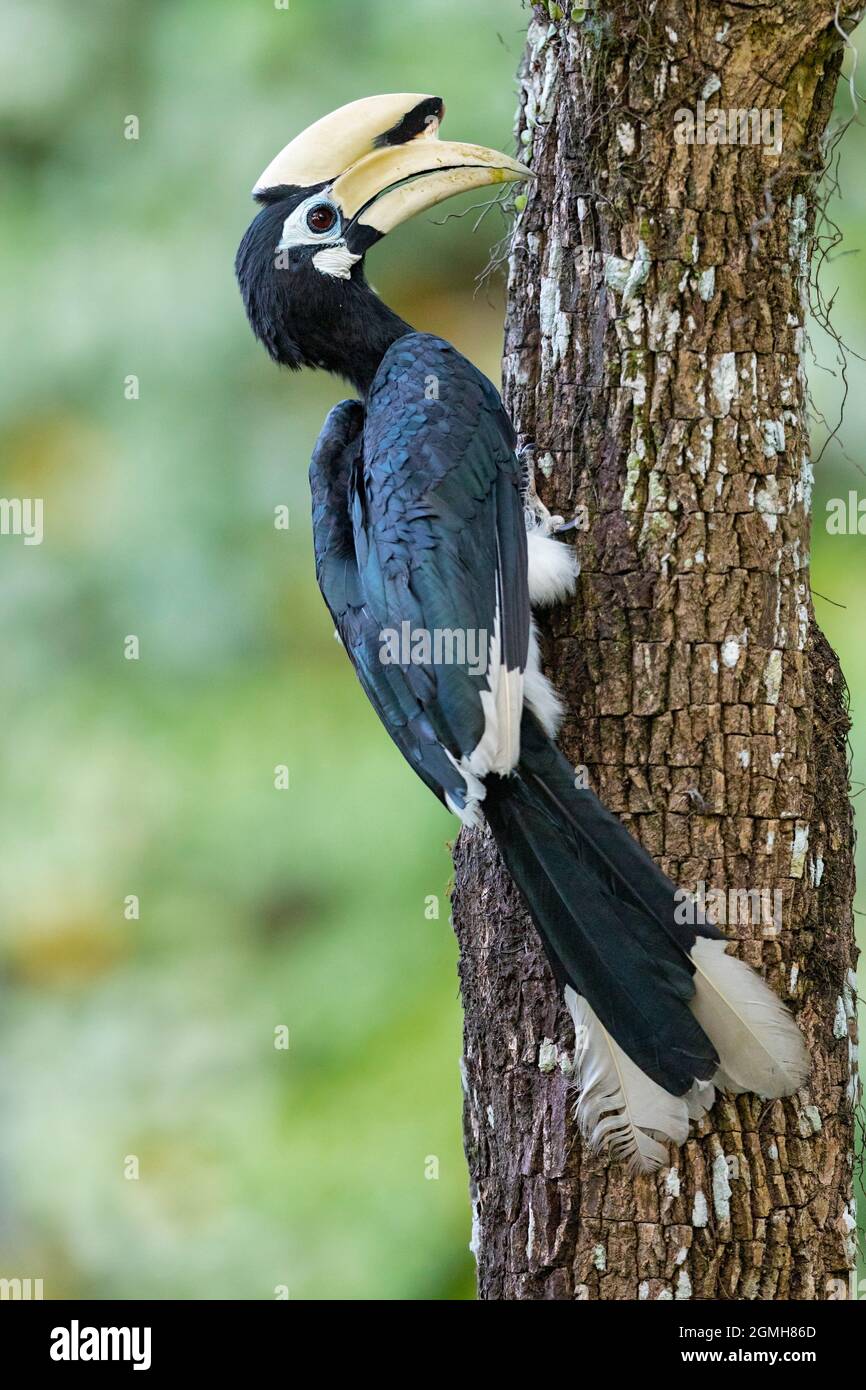 A male Oriental Pied Hornbill foraging for food in a tree trunk, Singapore Stock Photo