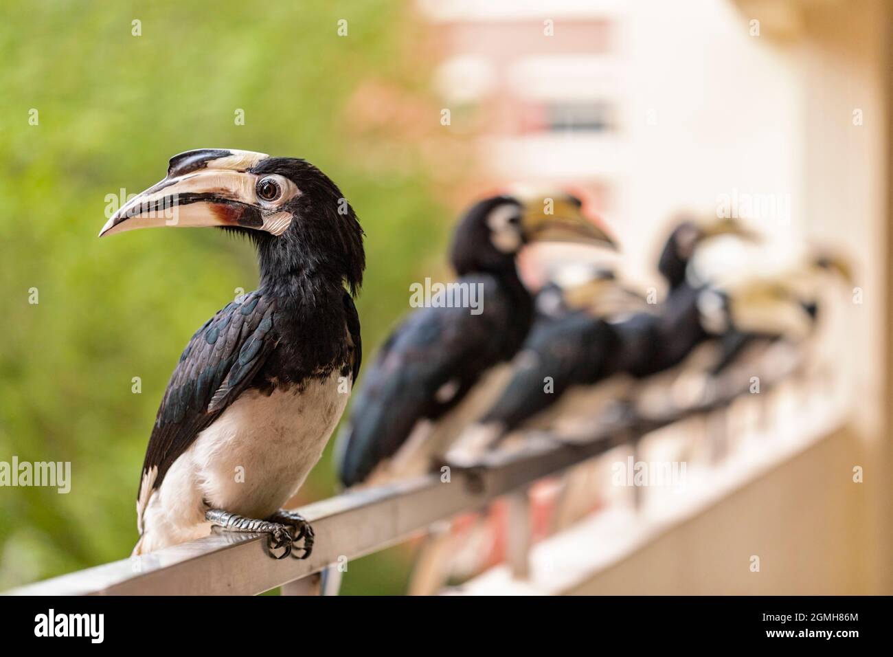 A flock of Oriental Pied Hornbill perch on an apartment balcony waiting to be hand fed fruit by local residents in a public housing estate, Singapore Stock Photo