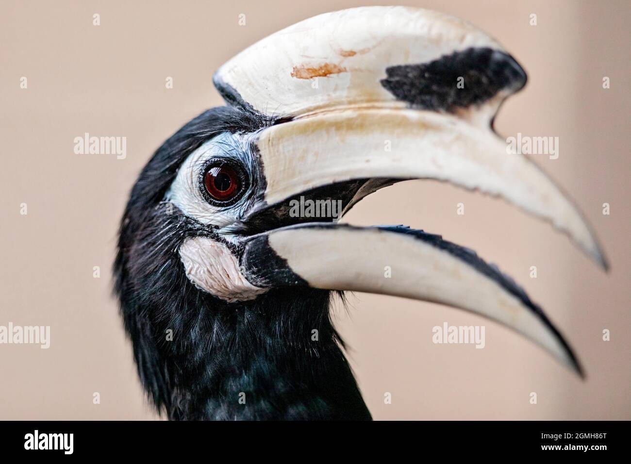 Close up of a male Oriental Pied Hornbill, Singapore Stock Photo