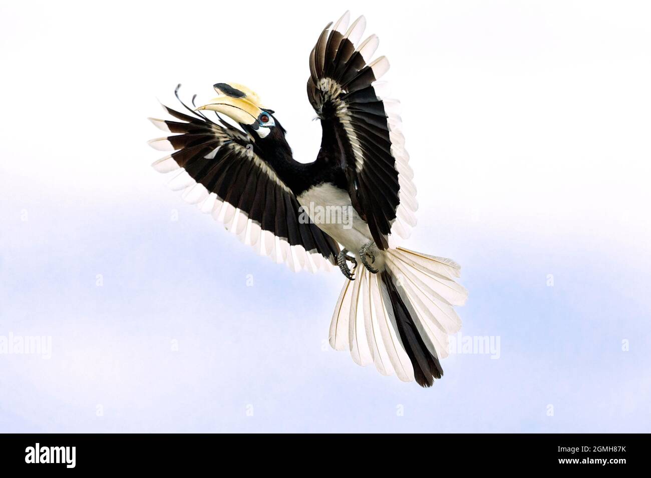 A male Oriental Pied Hornbill in flight preparing to land, Singapore Stock Photo