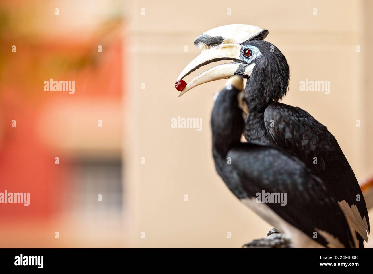 A pair of Oriental Pied Hornbill courtship feed with a grape on the balcony of a public housing estate, Singapore Stock Photo