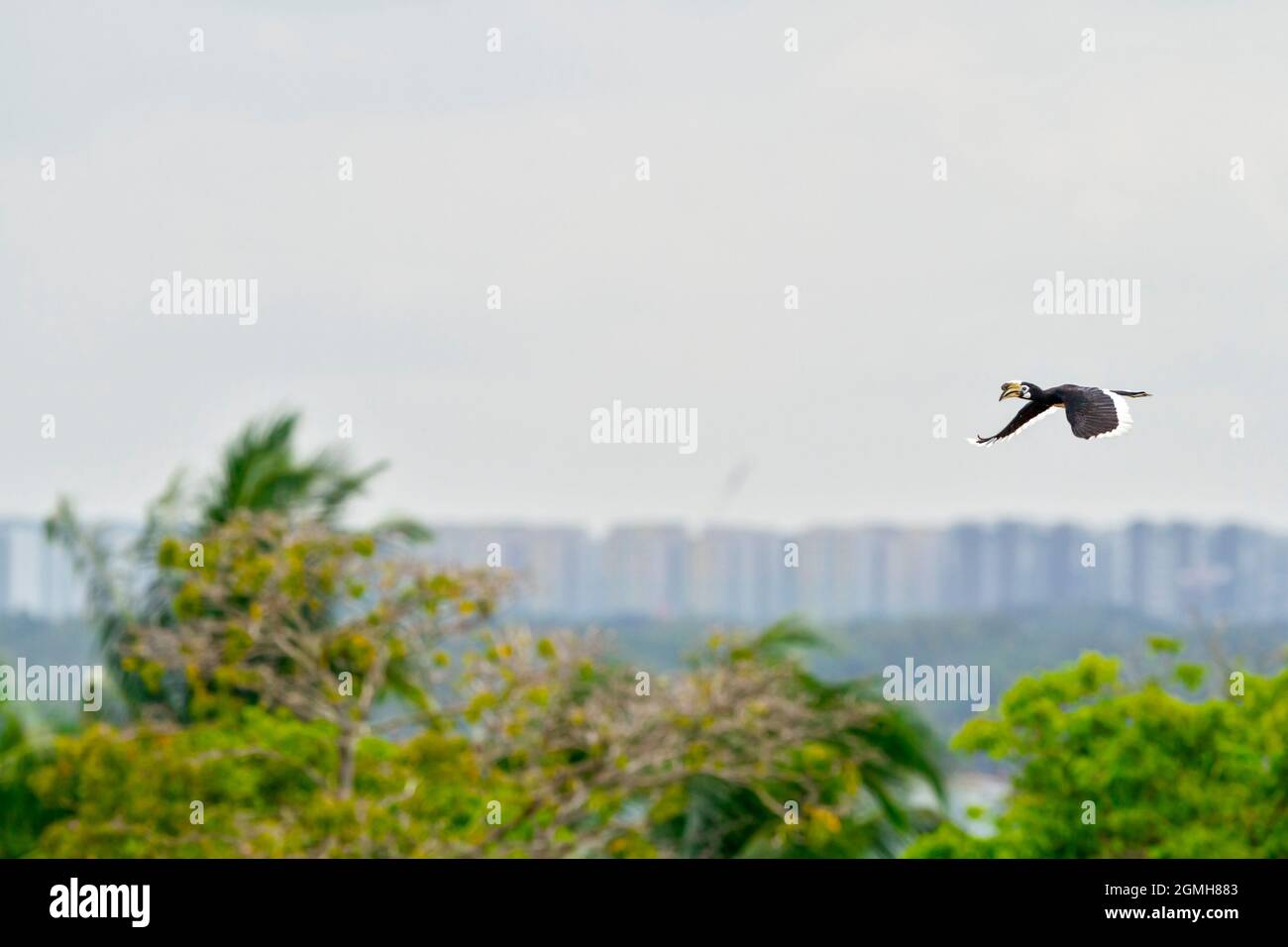 A female Oriental Pied Hornbill flies across an urban landscape, Singapore Stock Photo