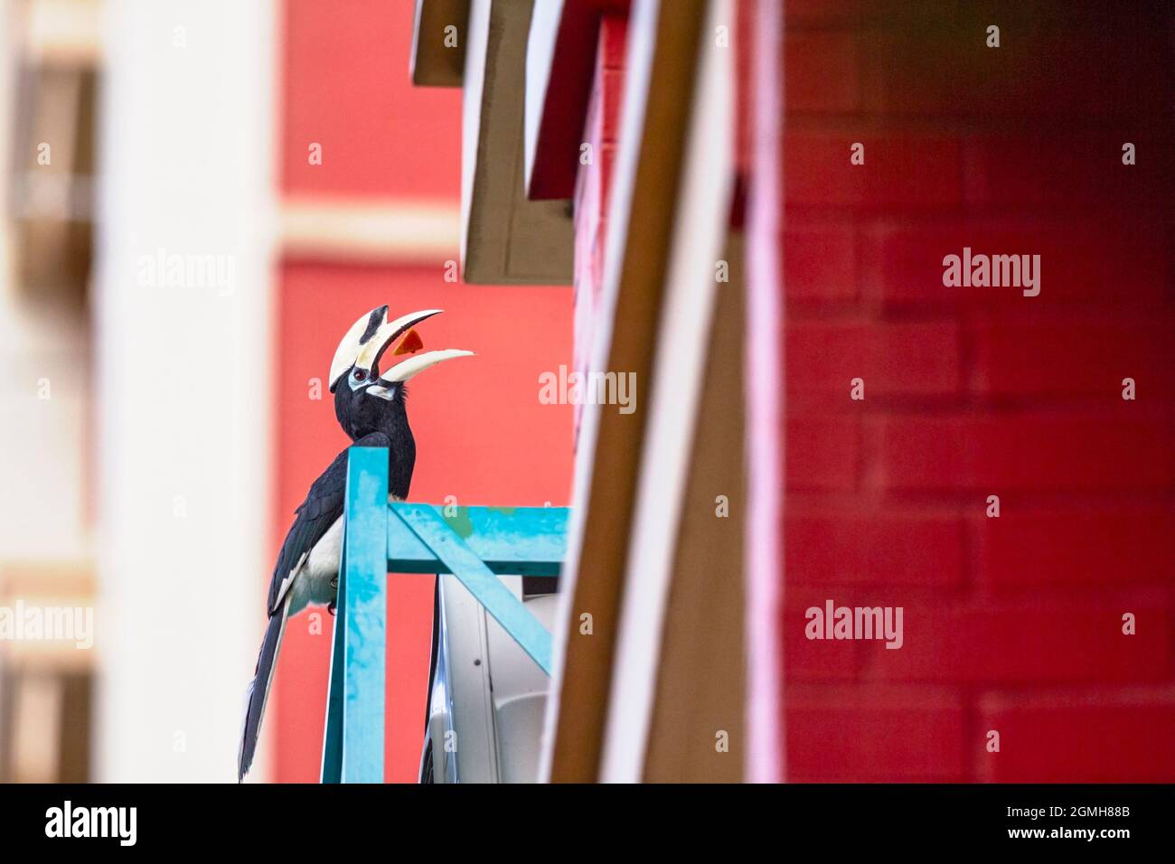 A male Oriental Pied Hornbill hand fed fruit from a window ledge in a  public housing estate, Singapore Stock Photo