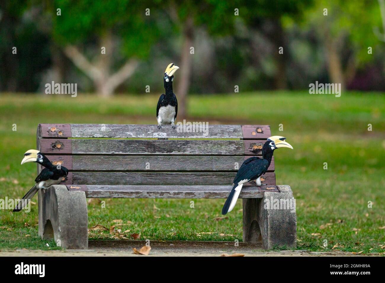 Three male Oriental Pied Hornbills sitting on a park bench, Singapore Stock Photo