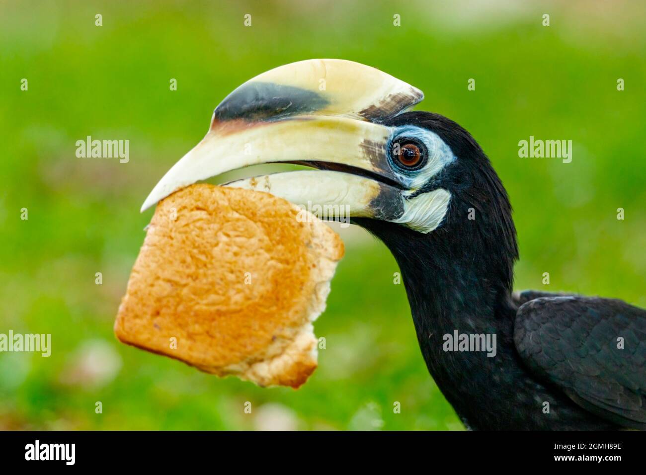 A male Oriental Pied Hornbill picks up a slice of bread left on the grass, Singapore Stock Photo