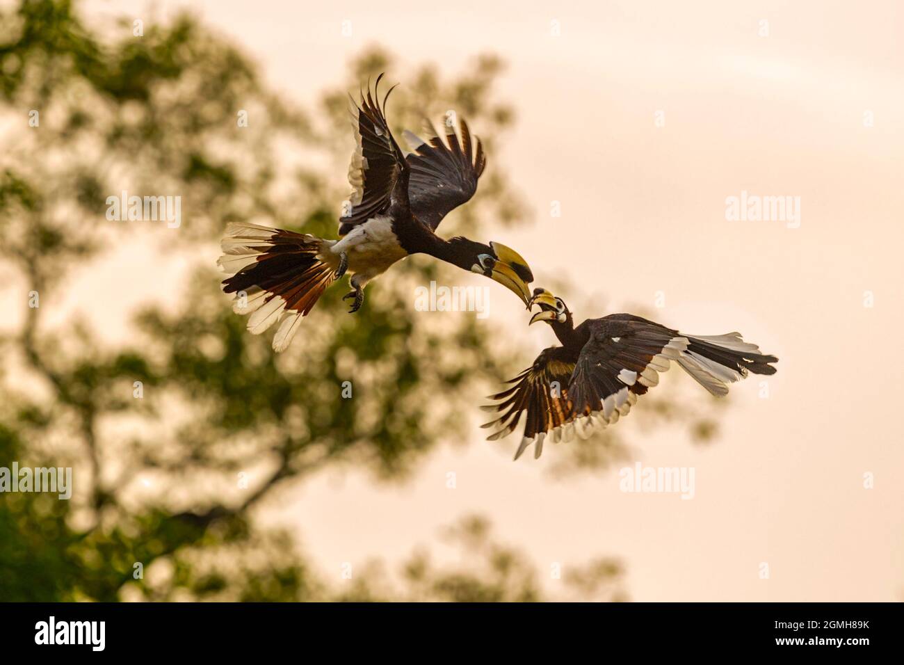 A pair of Oriental Pied Hornbills locking beaks in a spiral courtship flight, Singapore Stock Photo