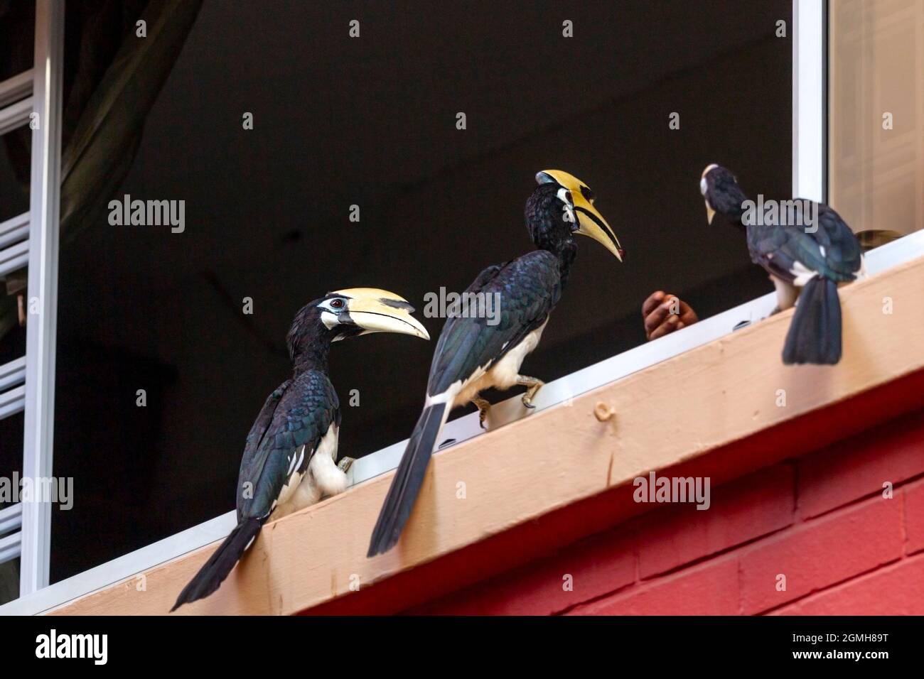 Oriental Pied Hornbills hand fed fruit from a window ledge in a public housing estate, Singapore Stock Photo