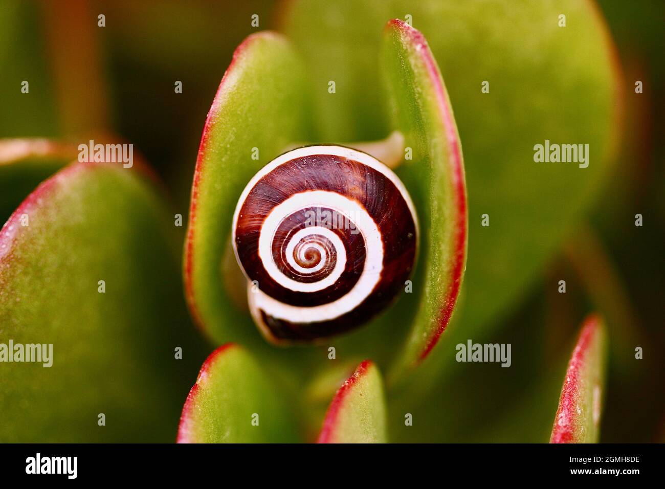 spiral shaped snail shell on a plant Stock Photo Alamy
