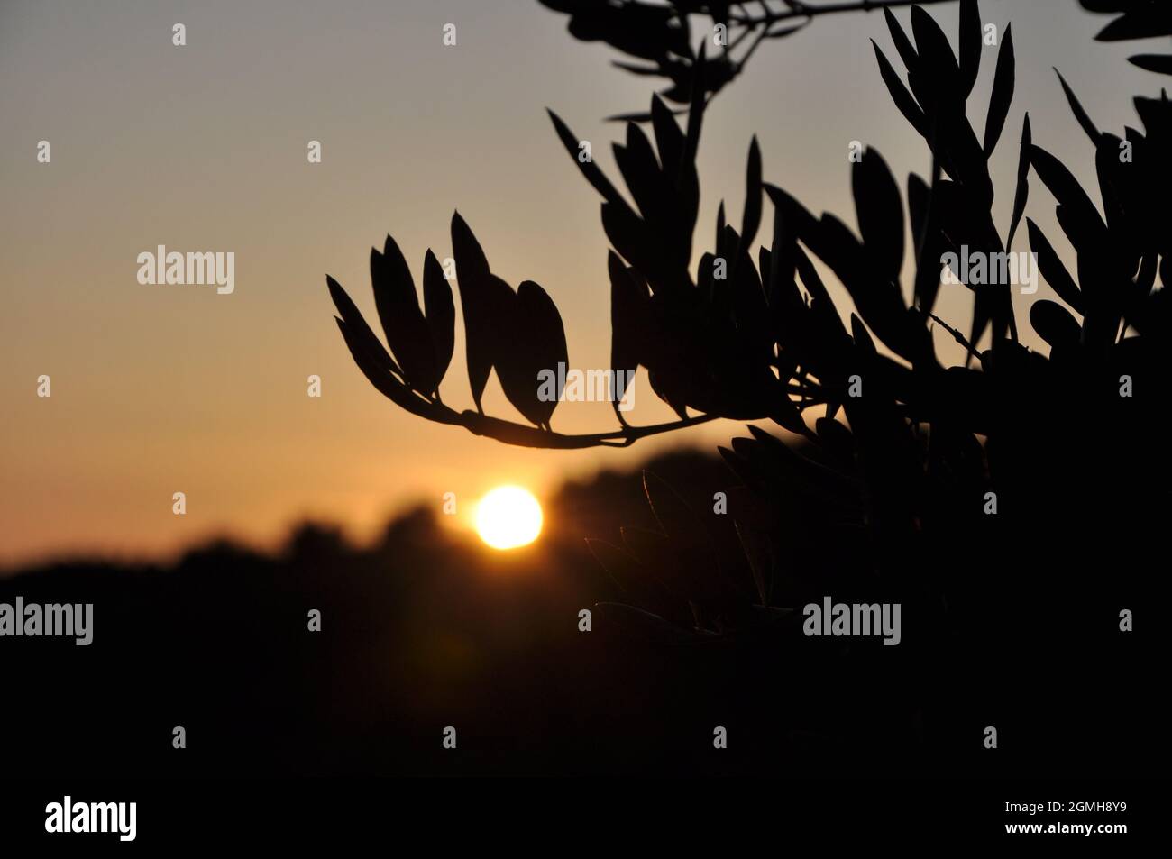 Blurry olive branches on sunset. Summer holiday background. Stock Photo
