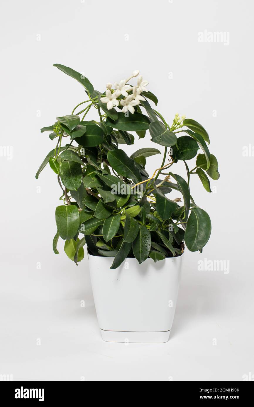 Houseplant jasmine stephanotis flower in a pot blooms on a white