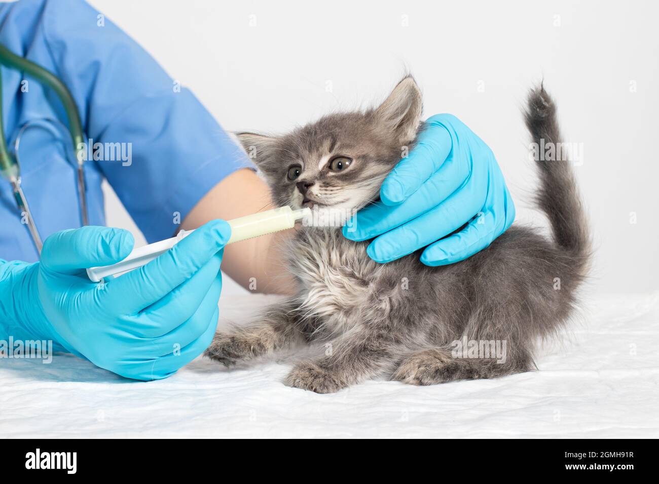 The veterinarian gives the kitten medicine or vitamins. Diseases in kittens, a remedy for the