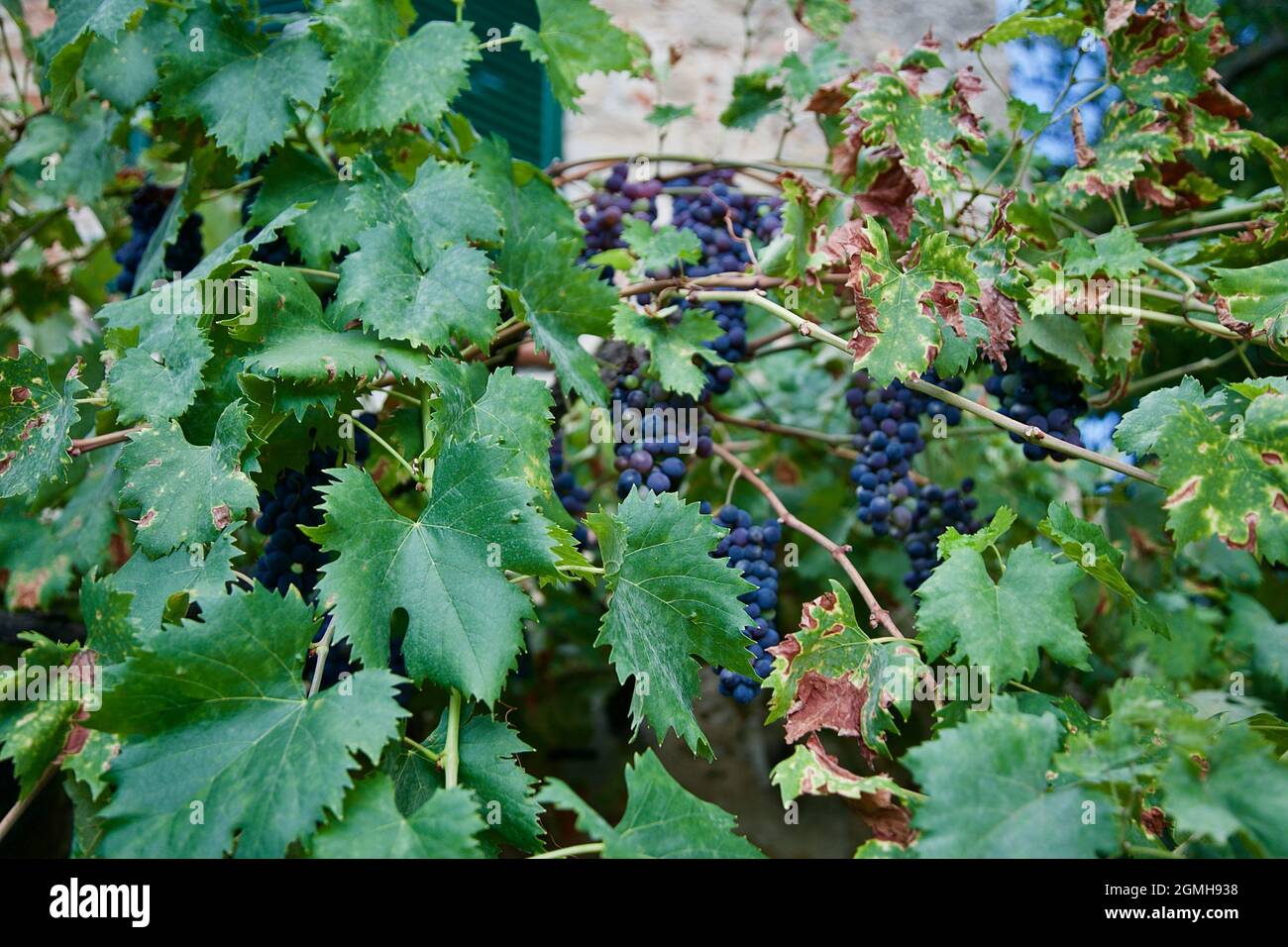 bunches of grapes with their green leaves Stock Photo