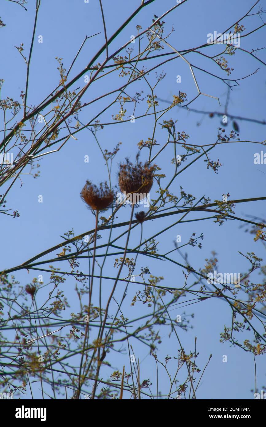 Yellow cotton, Silk Cotton Tree Is a deciduous tree that is native to the tropical Prairie