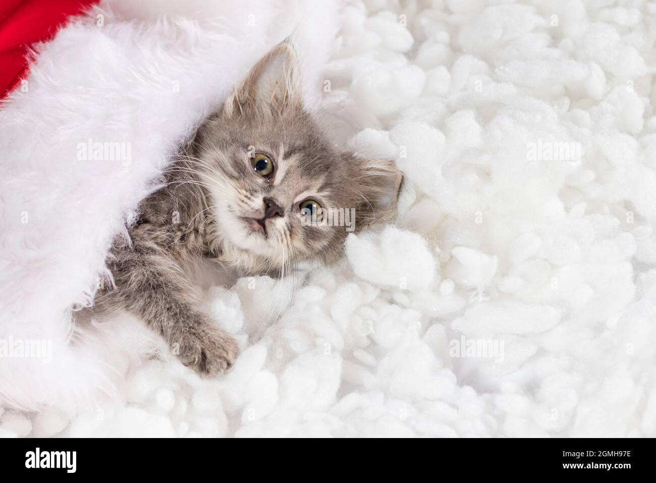 Cat Card Id