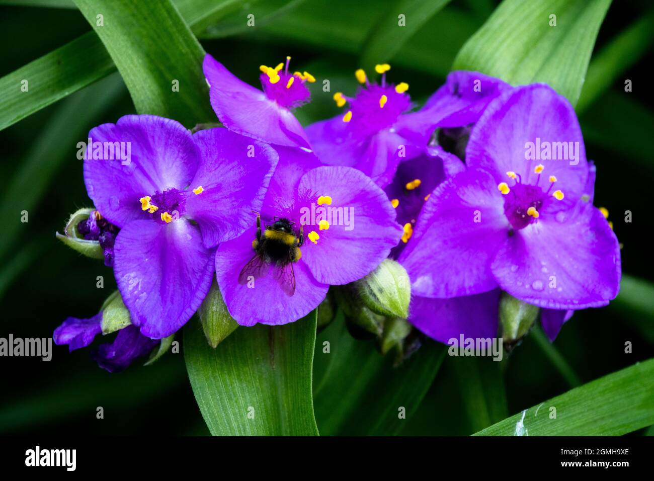 Bumble bee in Tradescantia x andersoniana 'Isis' Stock Photo