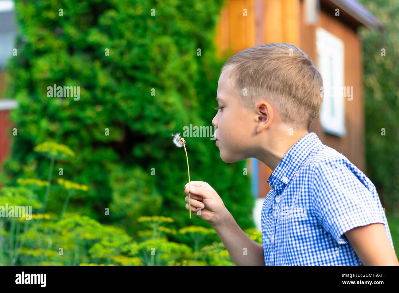 A cute preschool boy with a neat hairstyle in a blue shirt blows on a dandelion on a hot summer day in the village. Selective focus. Portrait Stock Photo