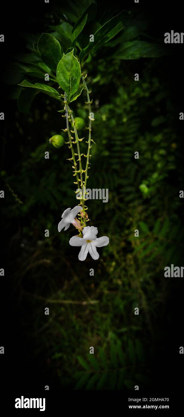 Different types of Flowers Stock Photo