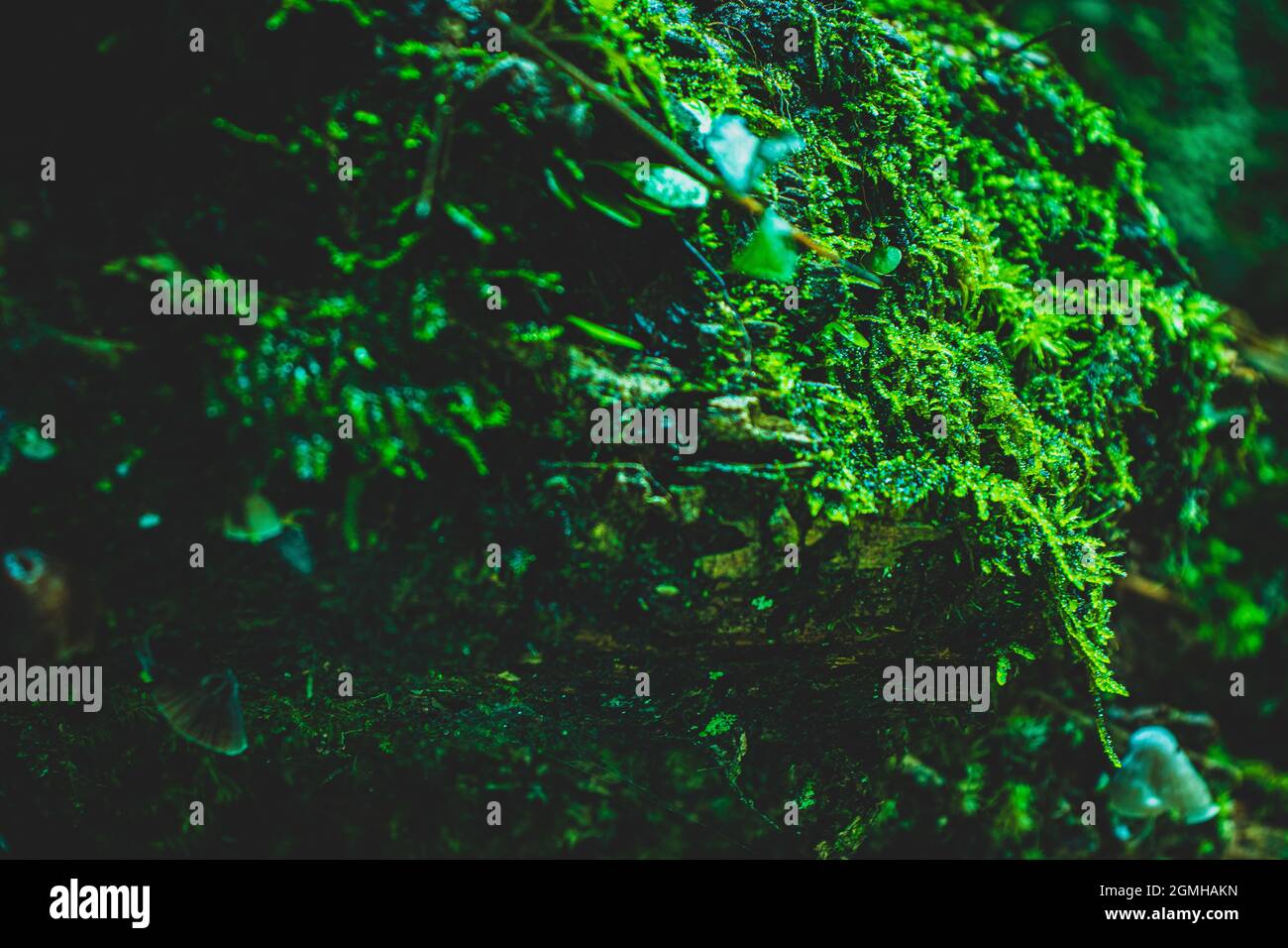 Closeup of moss on tree trunks Stock Photo - Alamy