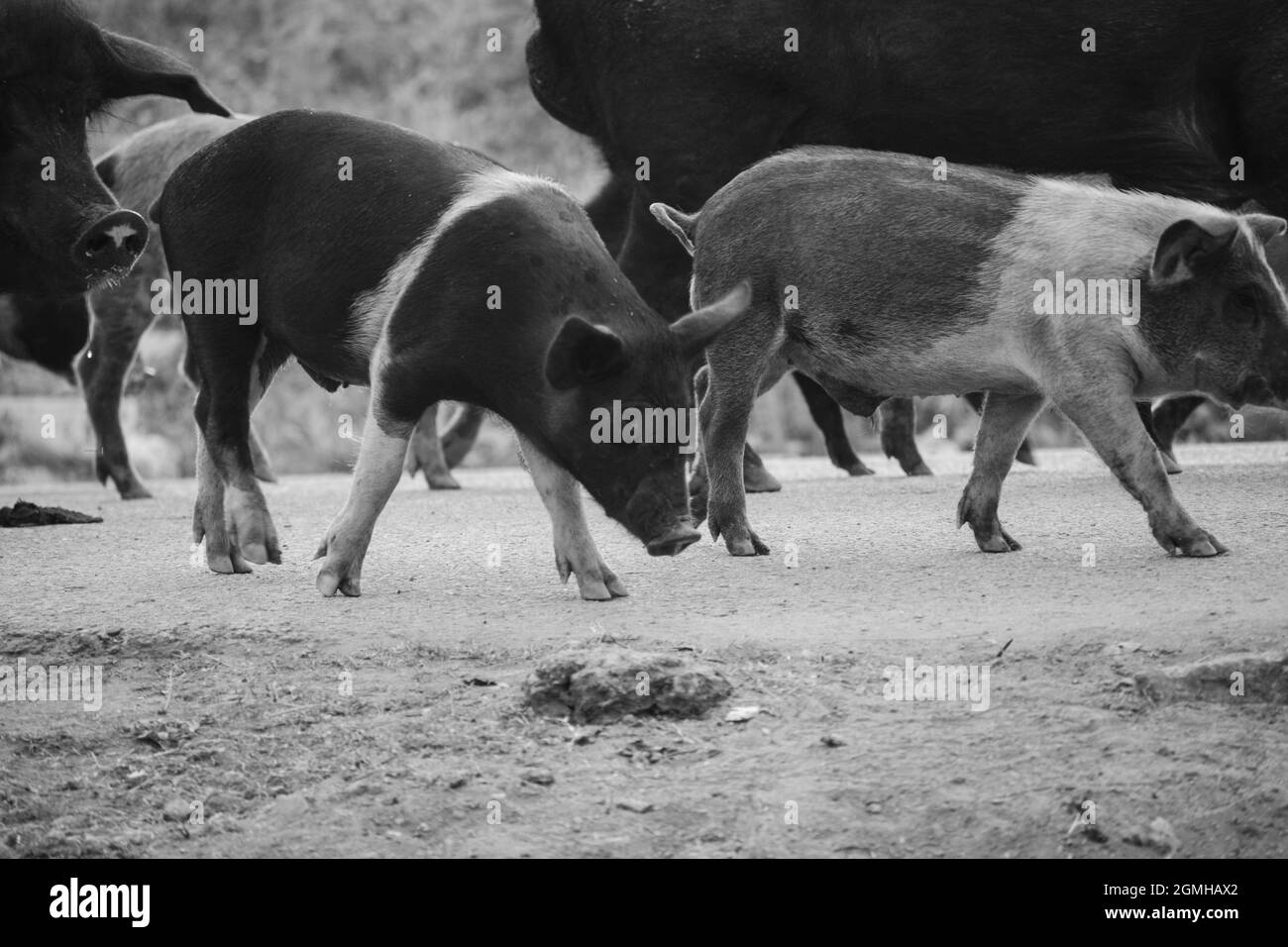 Pigs Stock Photo