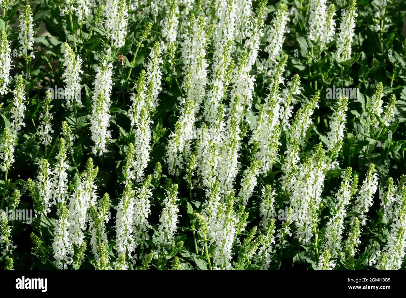 Salvia nemorosa 'Schneehugel' Stock Photo