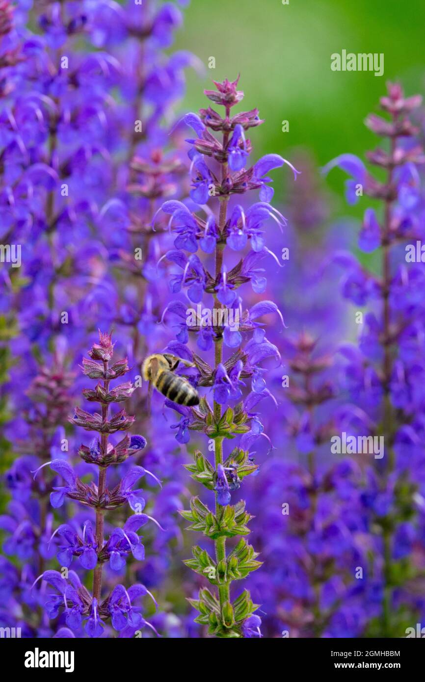 Salvia nemorosa blue hi-res stock photography and images - Alamy