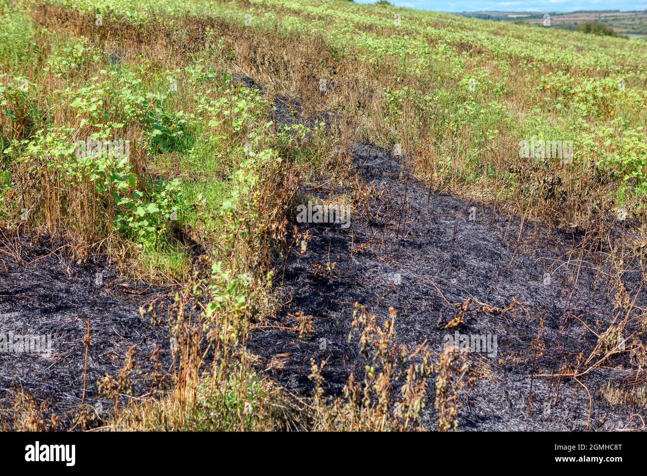 Natural land burned by fire . Plants after burning Stock Photo Alamy