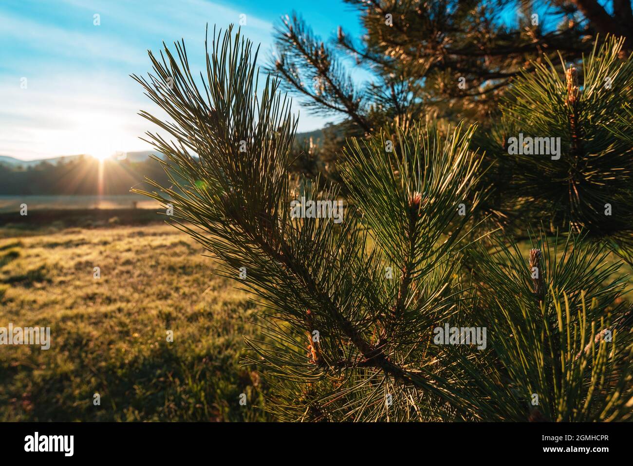 Black pine (Pinus Nigra) coniferous tree close up with selective focus Stock Photo